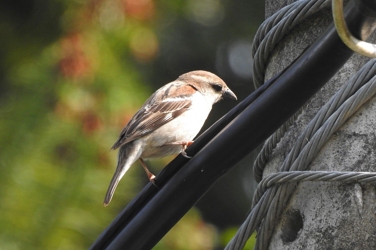 Russet Sparrow - ML618934578