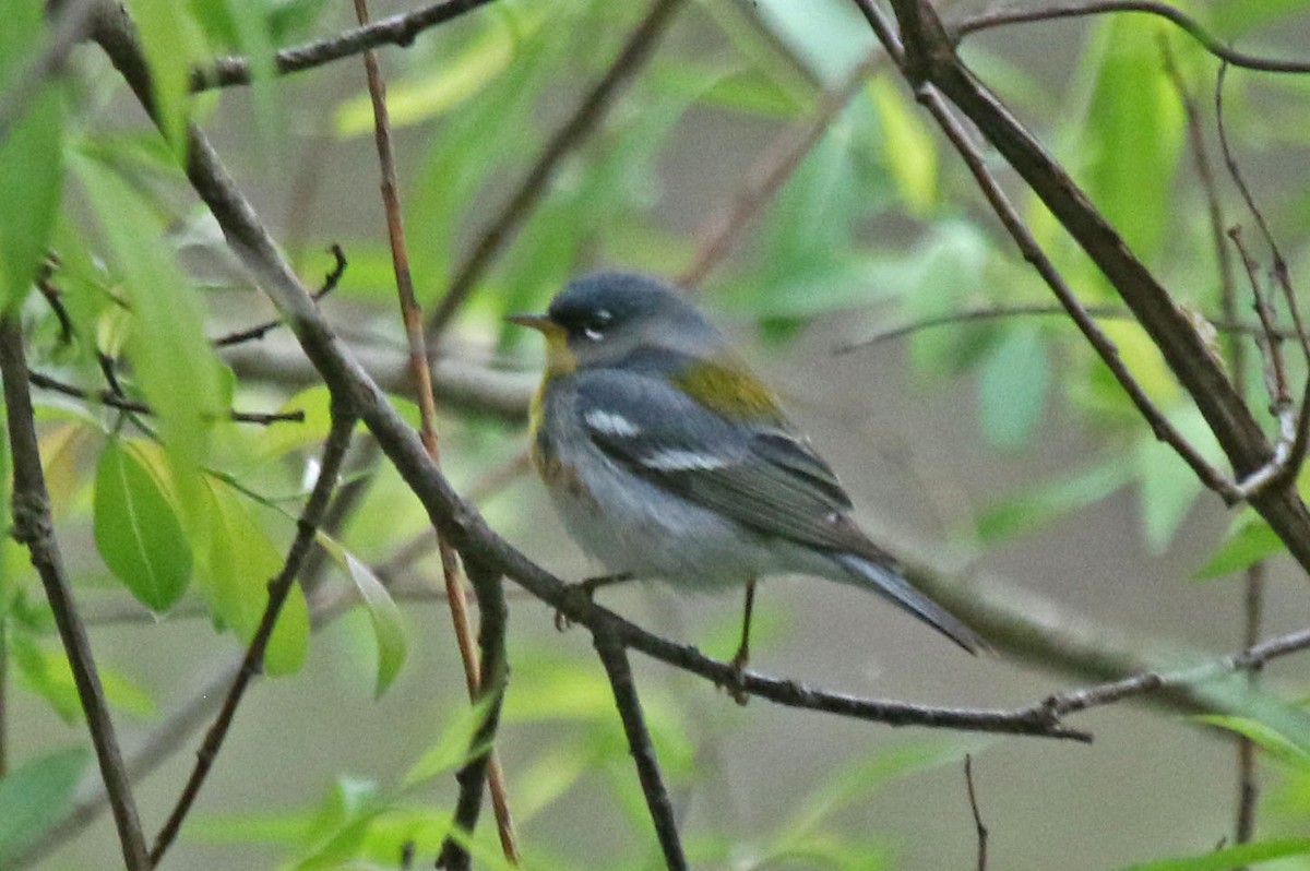 Northern Parula - Joan and/or George Sims