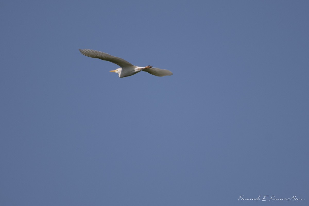 Western Cattle Egret - Fernando Eduardo Ramírez Mera