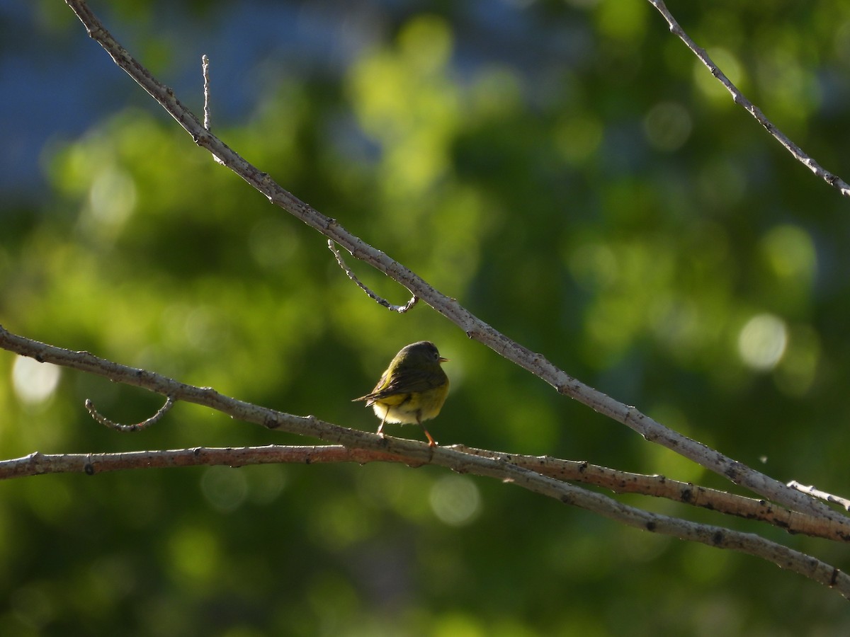 Nashville Warbler - Carl Lundblad