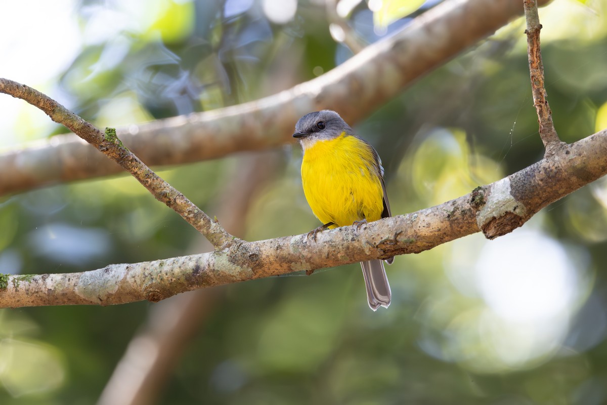 Eastern Yellow Robin - ML618934617