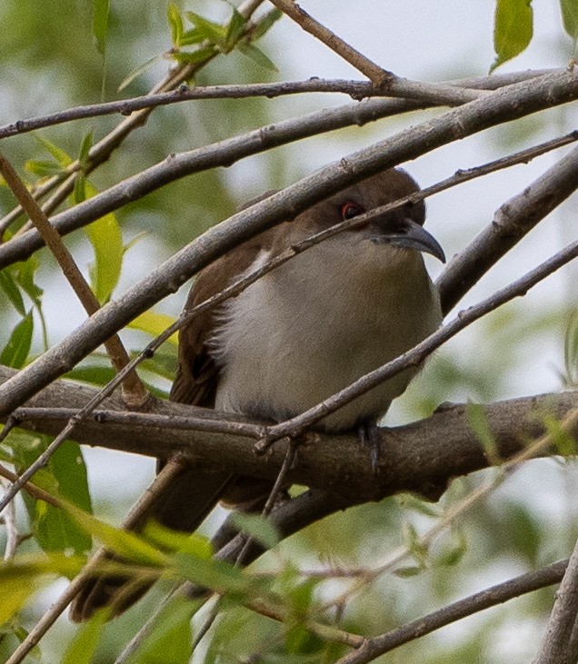 Black-billed Cuckoo - Sam Zuckerman