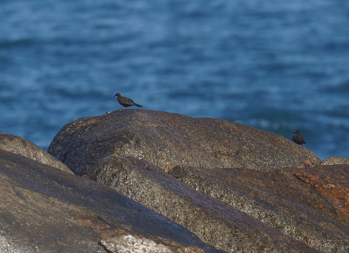 Seaside Cinclodes - Olivares Barraza