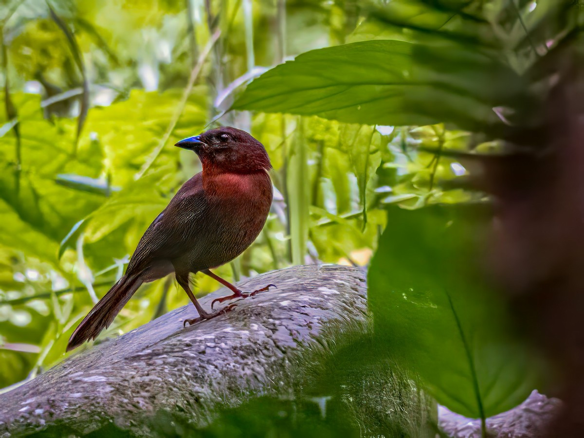 Red-throated Ant-Tanager - Steven Lasley