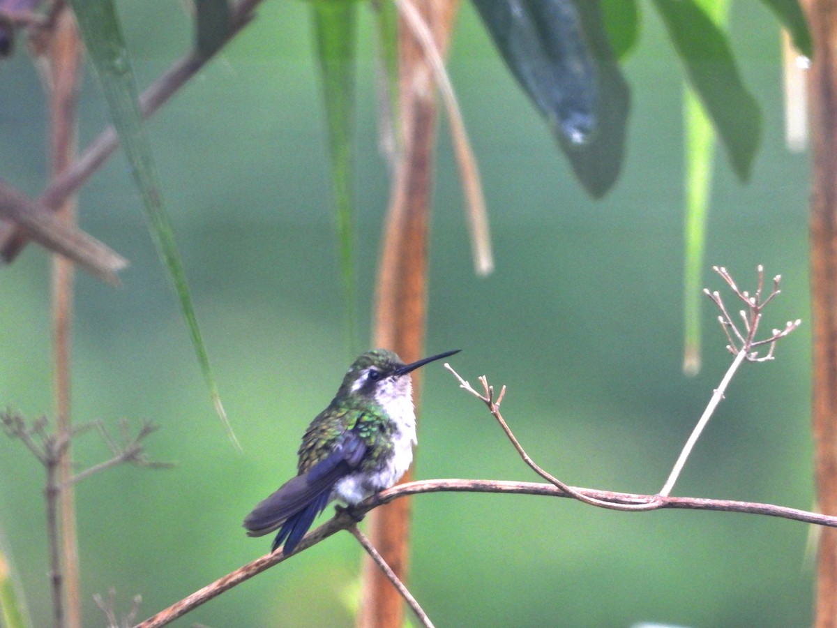 kolibřík modroocasý - ML618934634