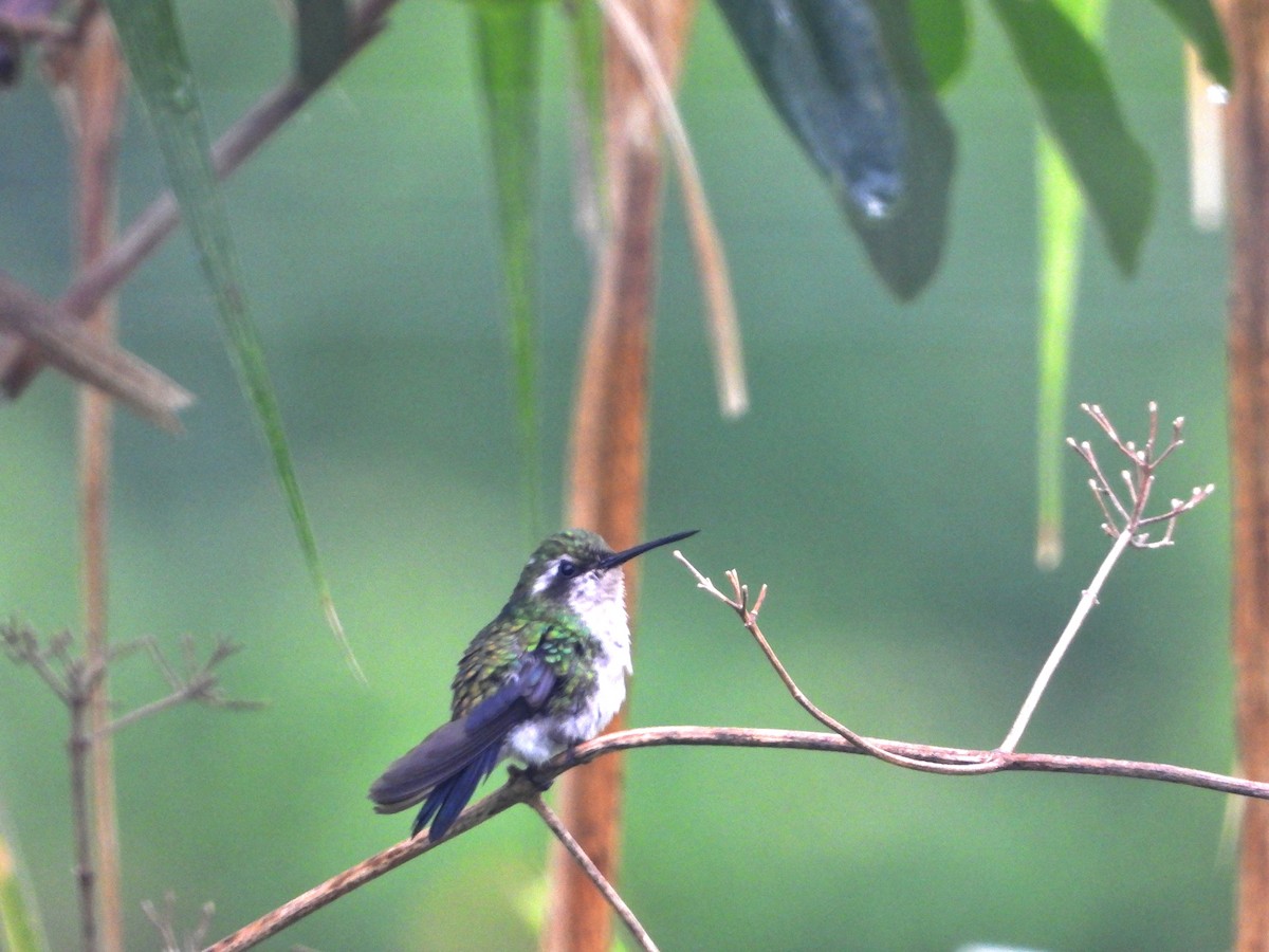 Blue-tailed Emerald - ML618934634