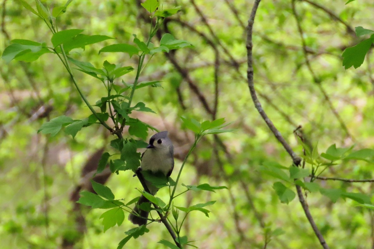 Tufted Titmouse - Johanne Simard