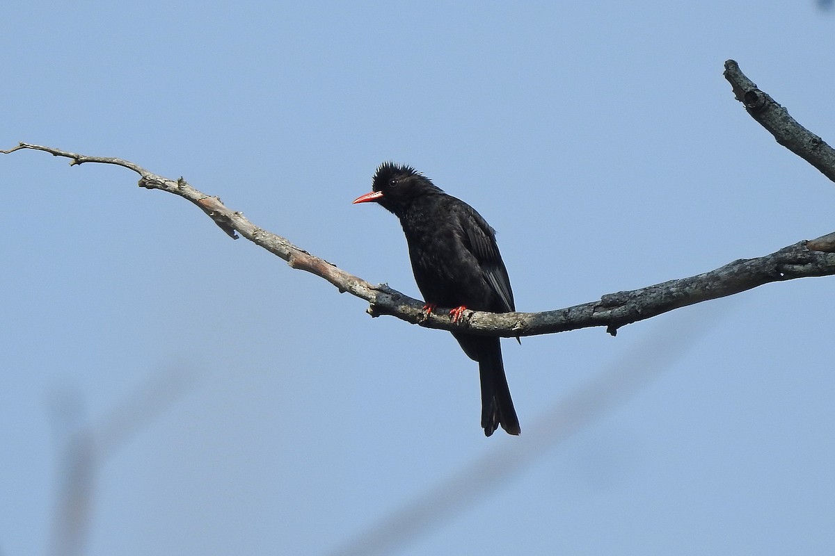 Bulbul noir (nigerrimus) - ML618934662