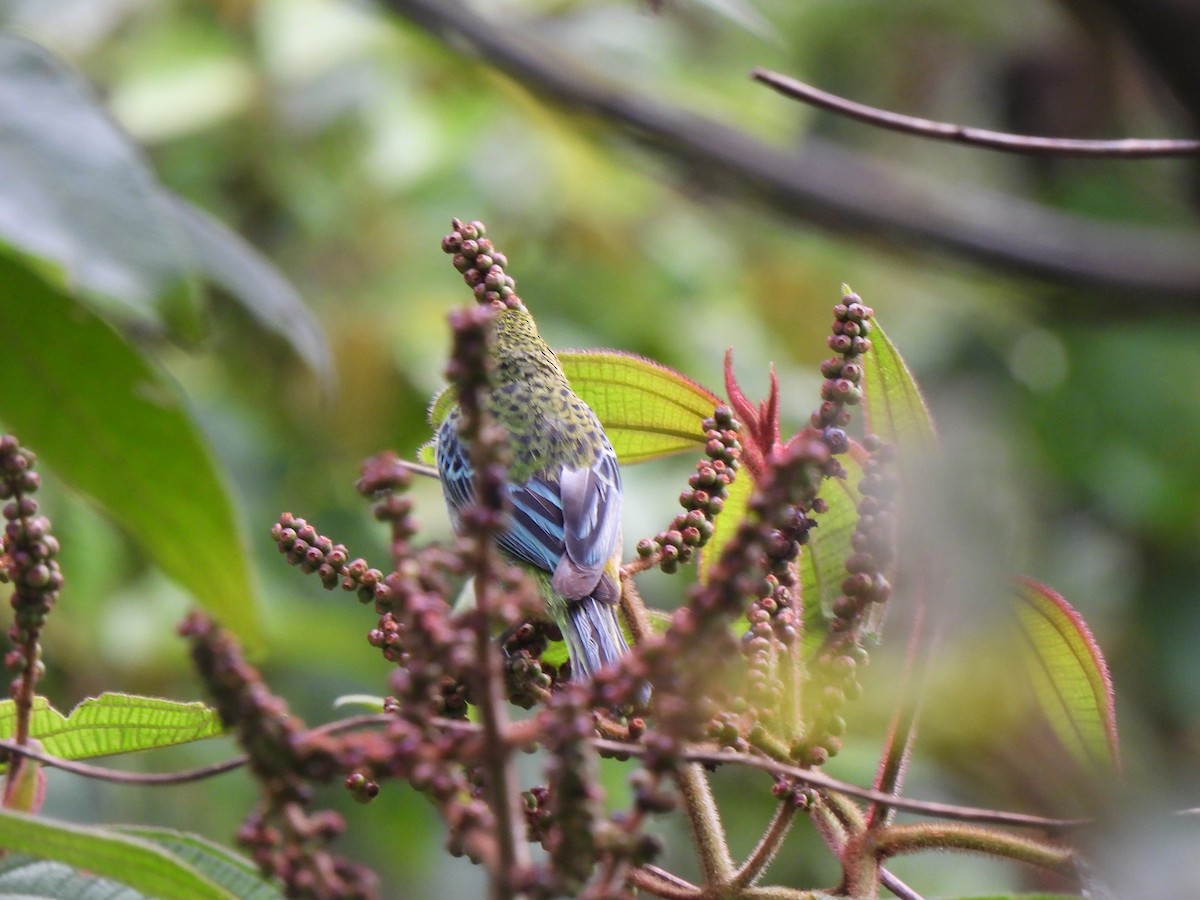 Speckled Tanager - Wilson Ortega