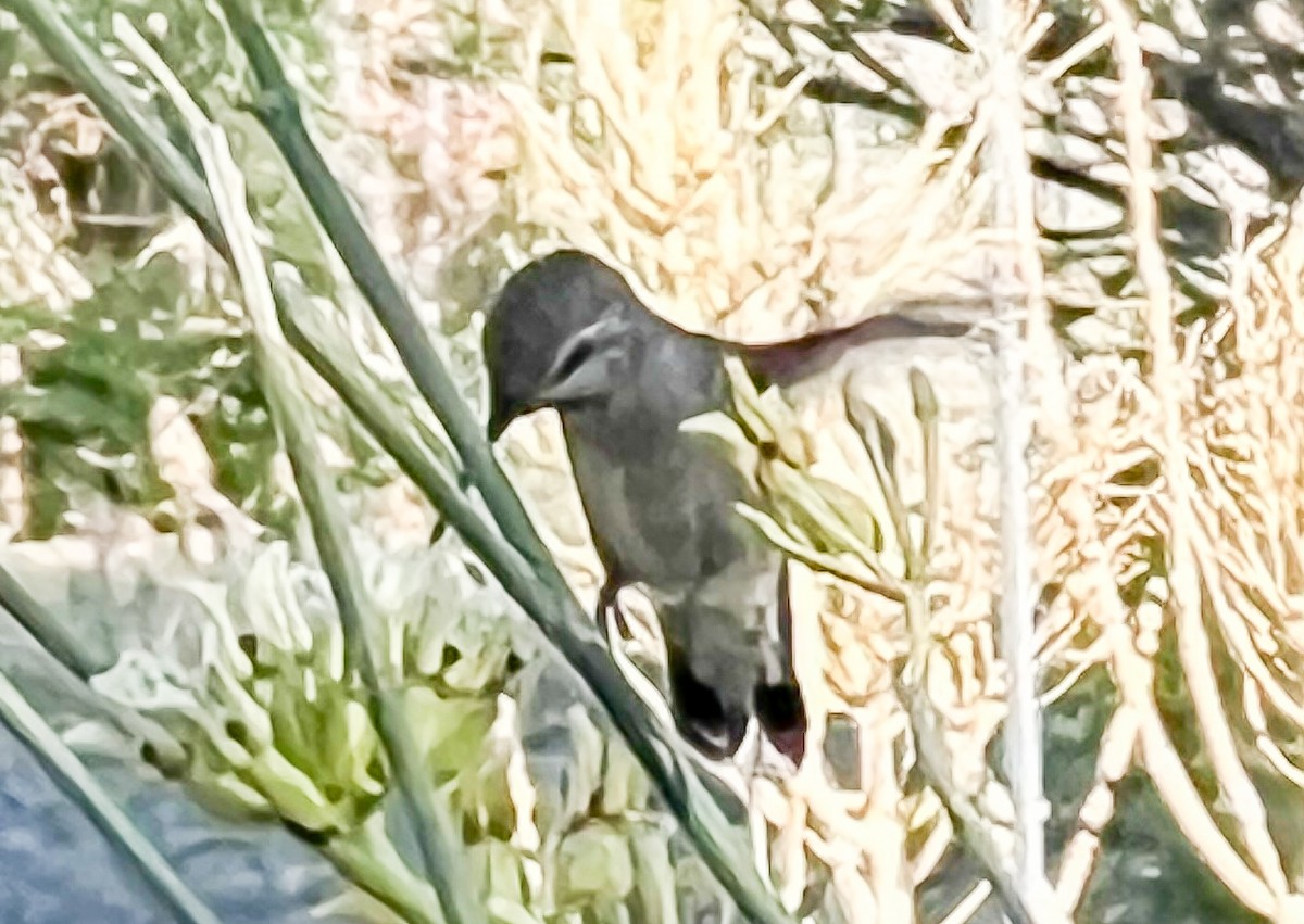 Costa's Hummingbird - ML618934702