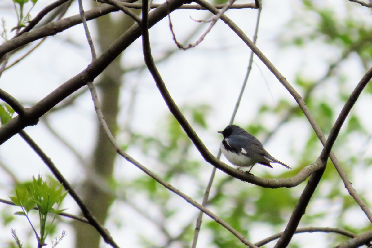 Black-throated Blue Warbler - Johanne Simard