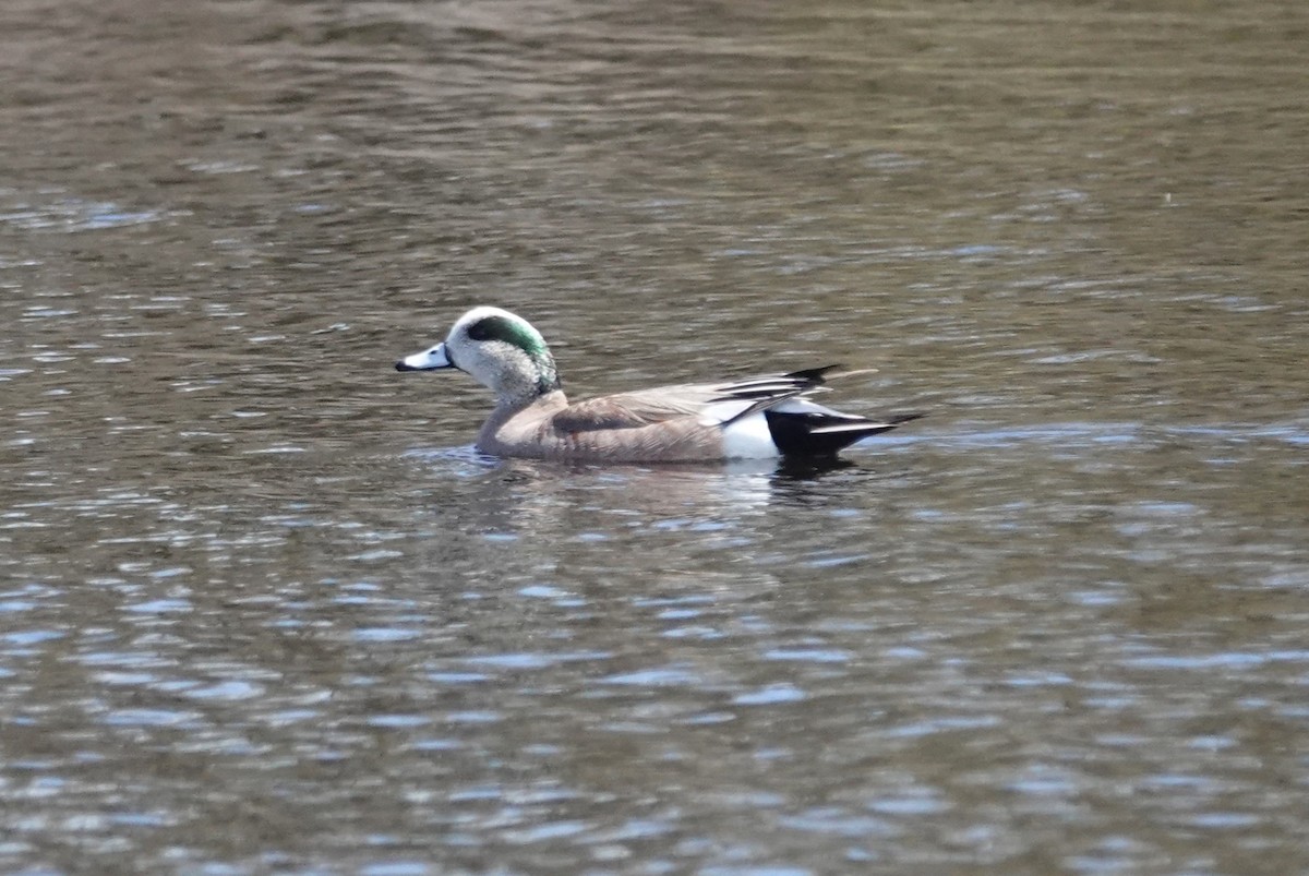 American Wigeon - Stacey Keefer