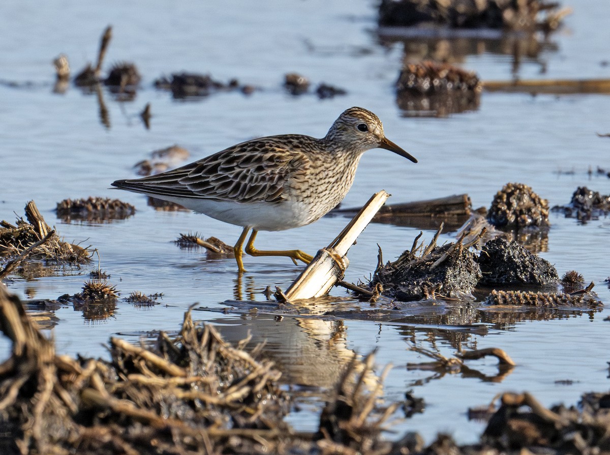 Pectoral Sandpiper - Greg Courtney