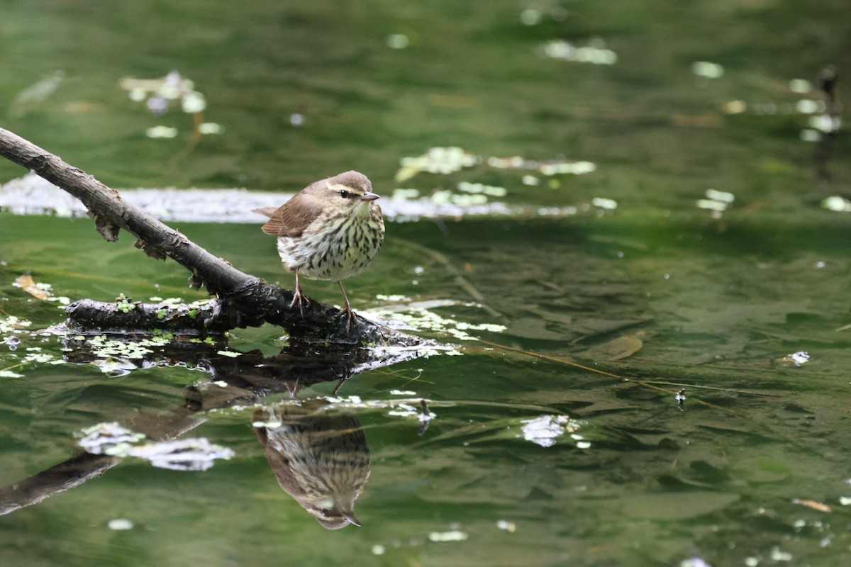 Northern Waterthrush - ML618934760