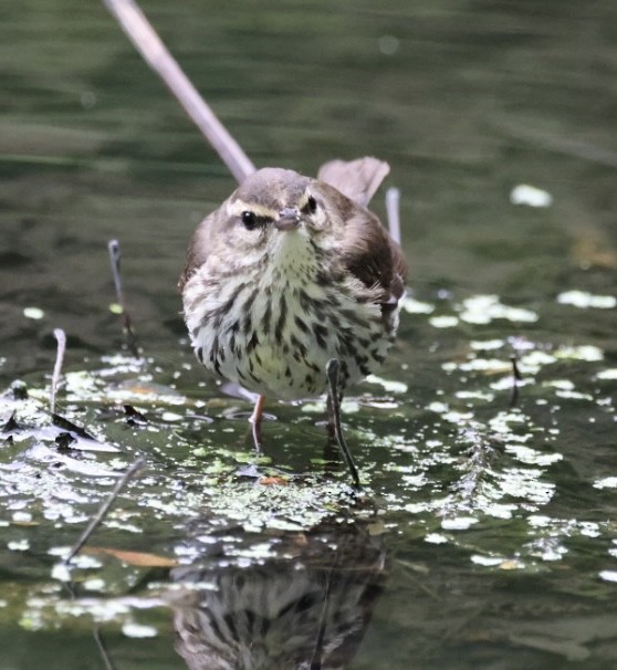 Northern Waterthrush - ML618934763