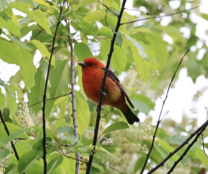 Scarlet Tanager - Amanda Bielskas