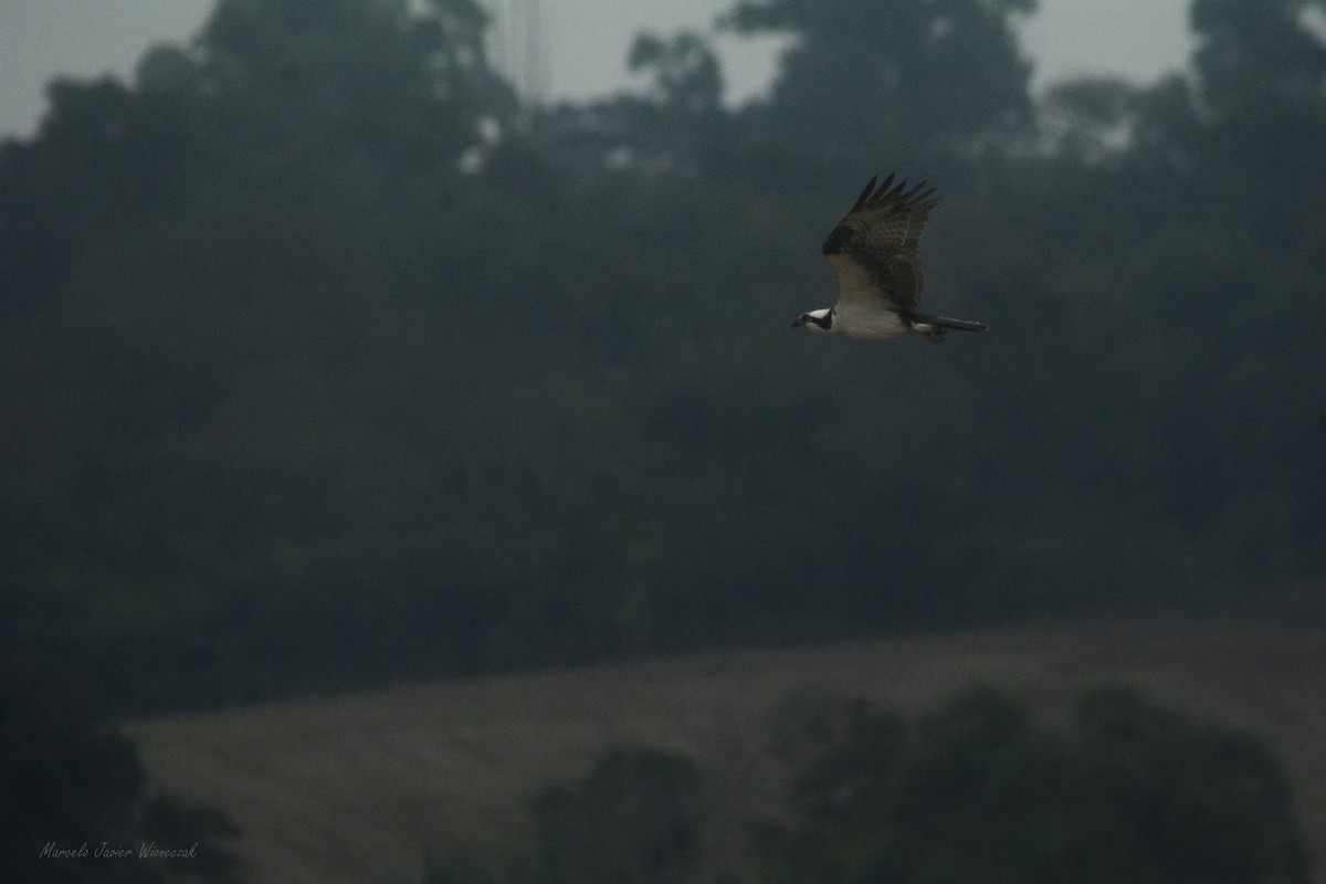 Osprey - Marcelo Javier Wioneczak