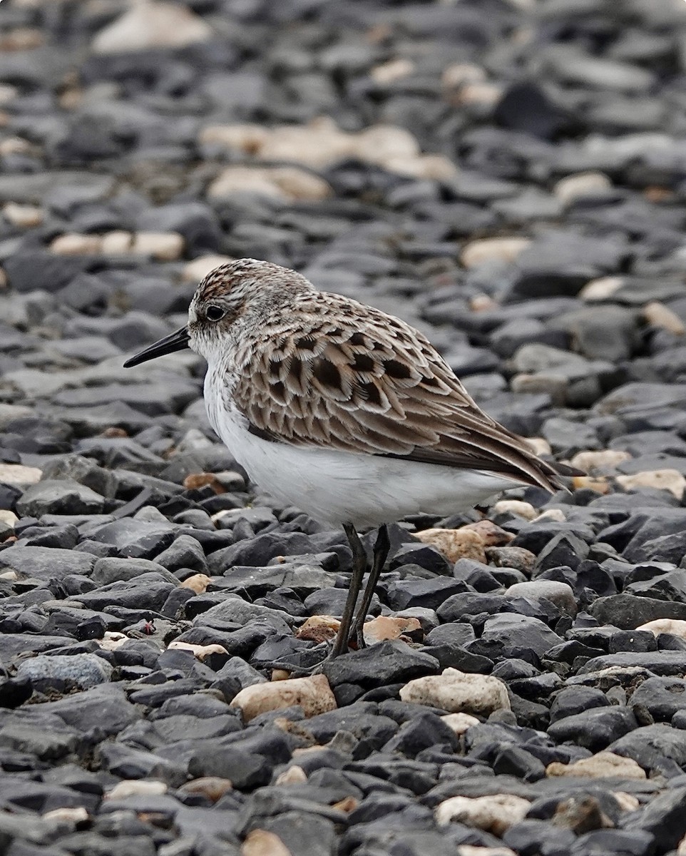 Semipalmated Sandpiper - Michael Calamari