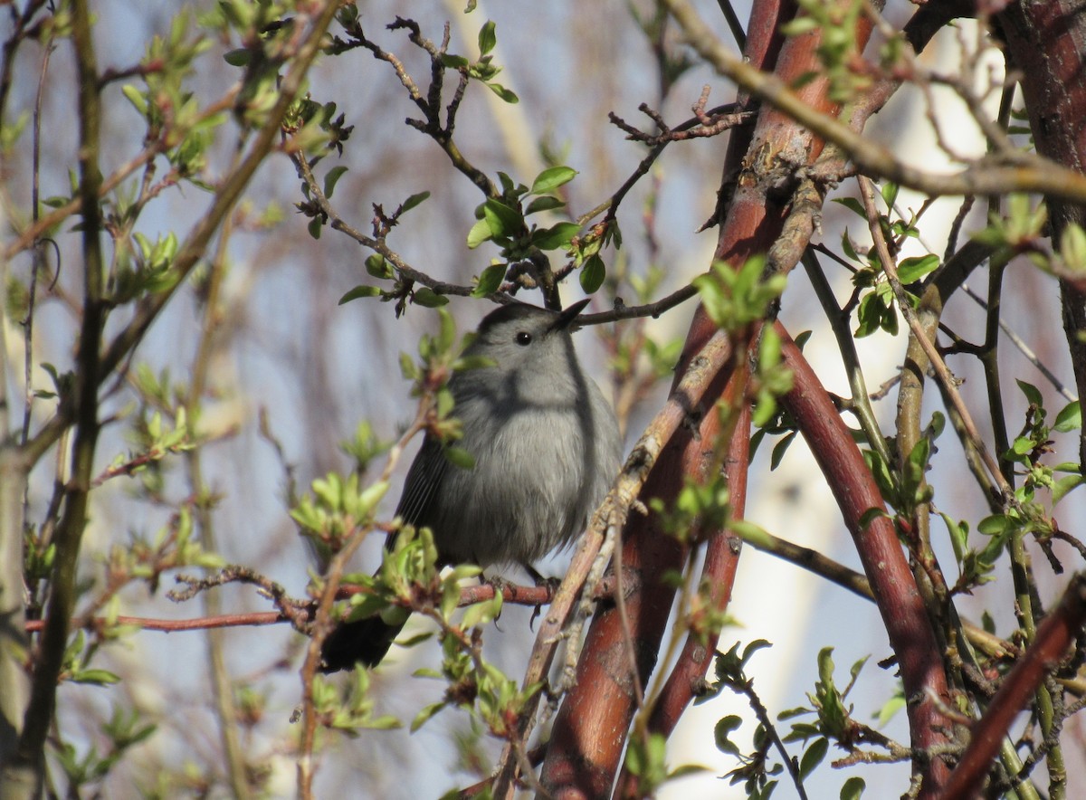 Gray Catbird - Laurel Armstrong