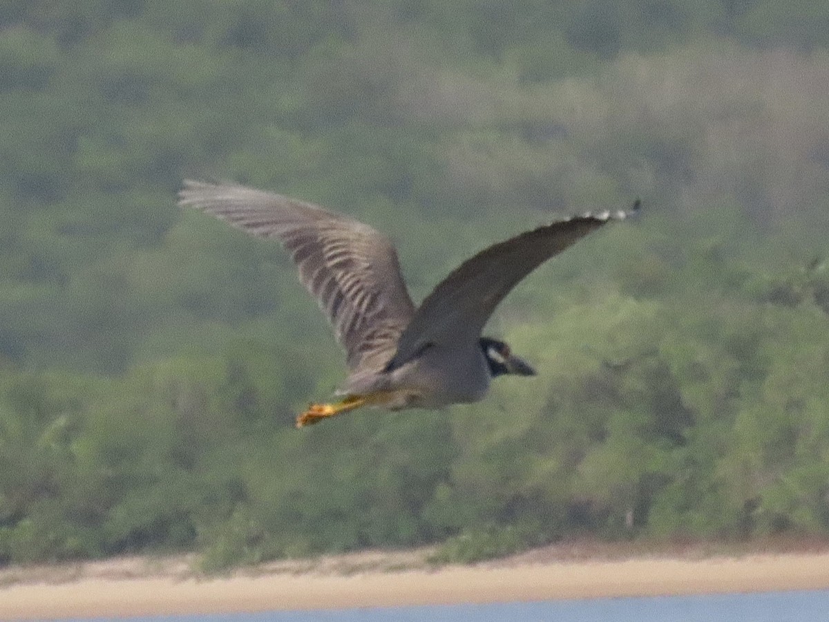 Yellow-crowned Night Heron - ML618934812