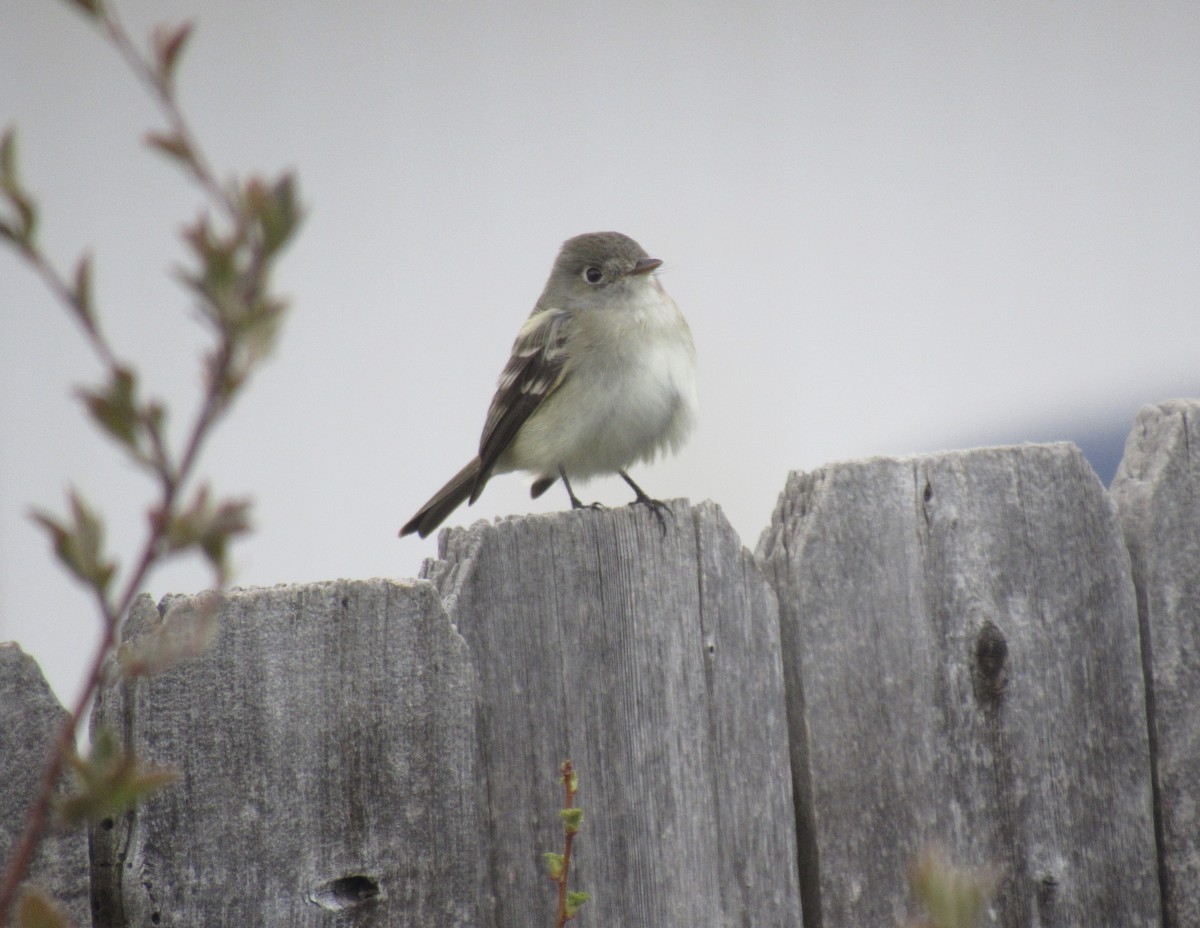 Least Flycatcher - Laurel Armstrong