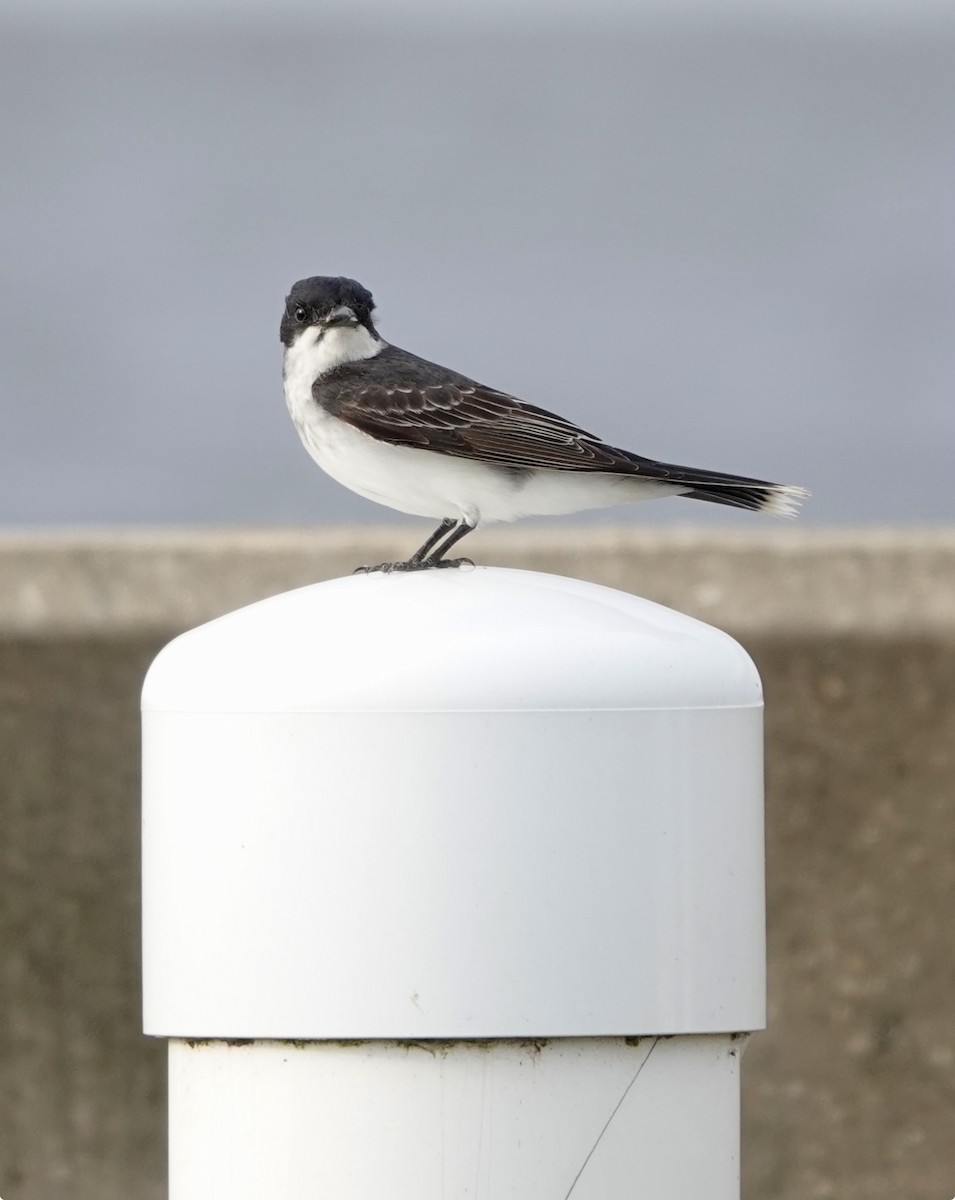 Eastern Kingbird - Michael Calamari