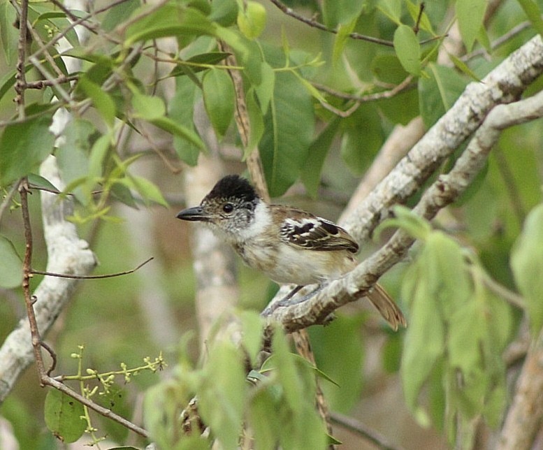 Collared Antshrike - Perci  Barrantes Saucedo