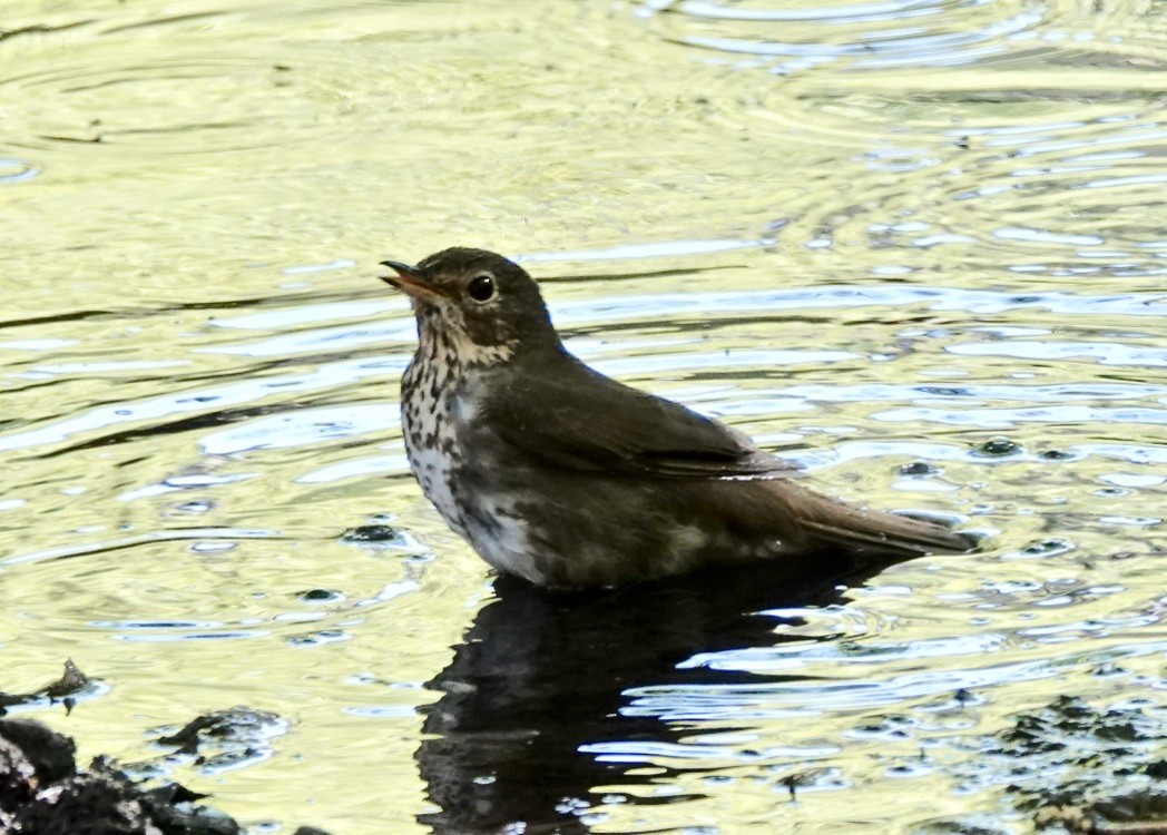 Hermit Thrush (auduboni Group) - Rick Taylor