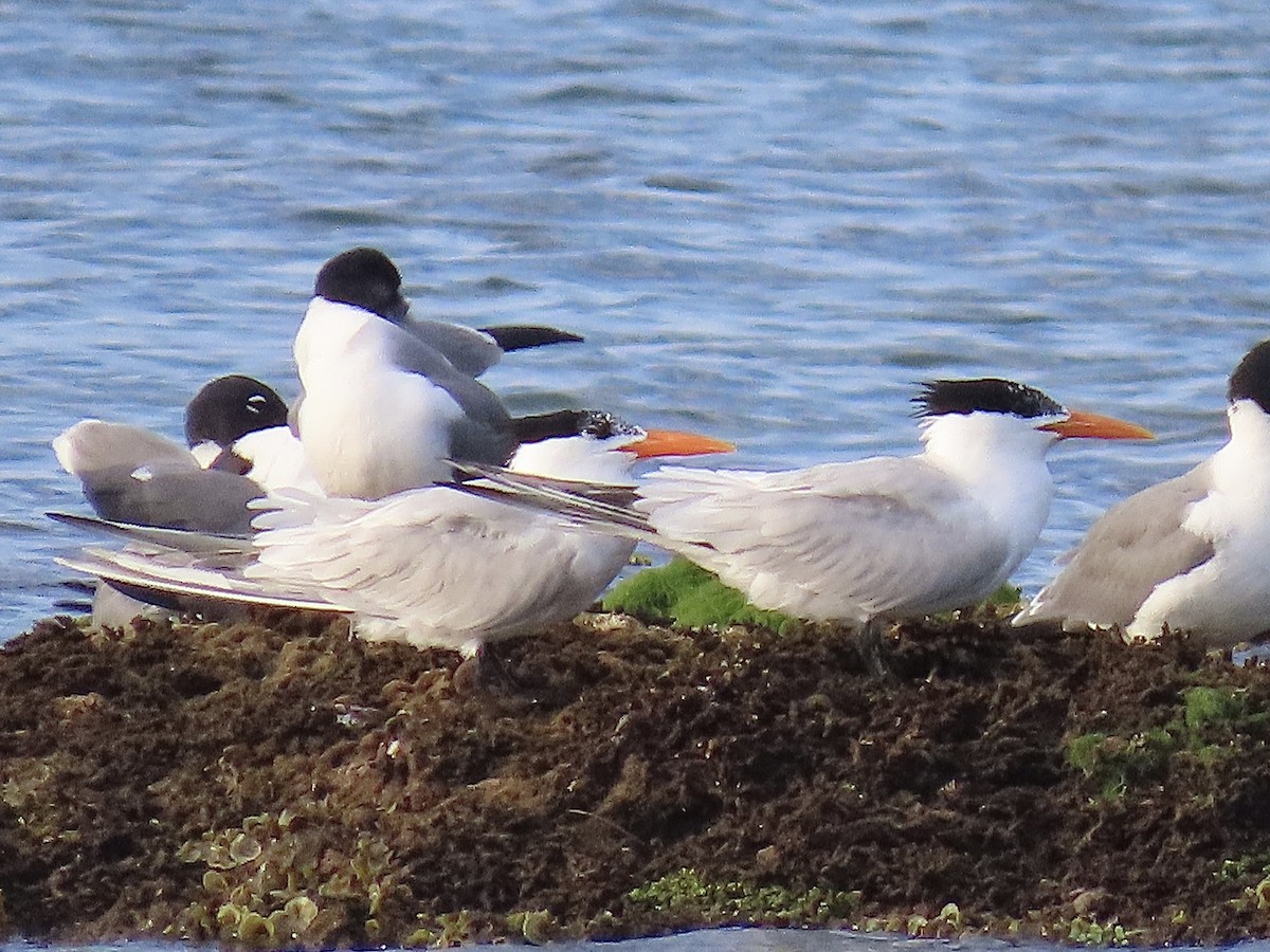 Royal Tern - Tova Mellen