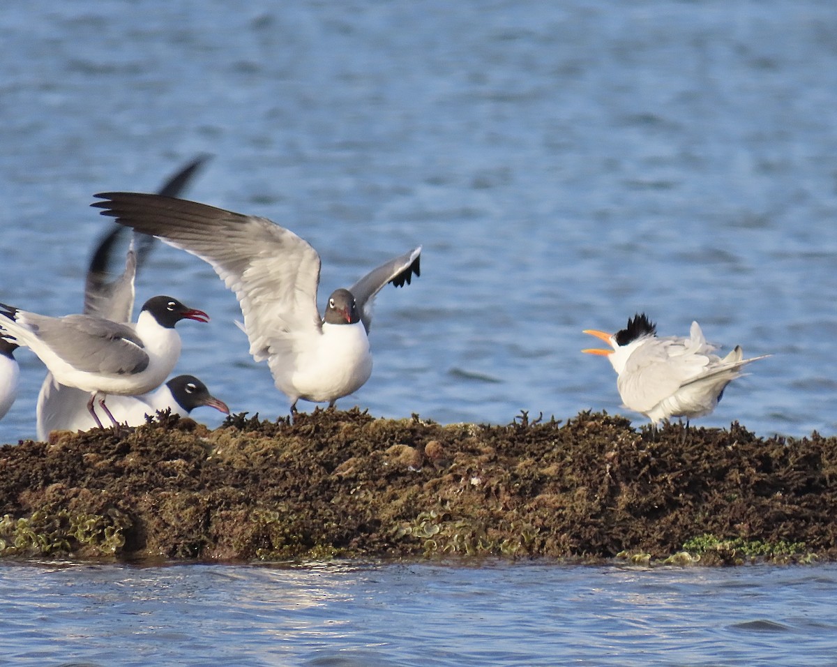 Royal Tern - ML618934841