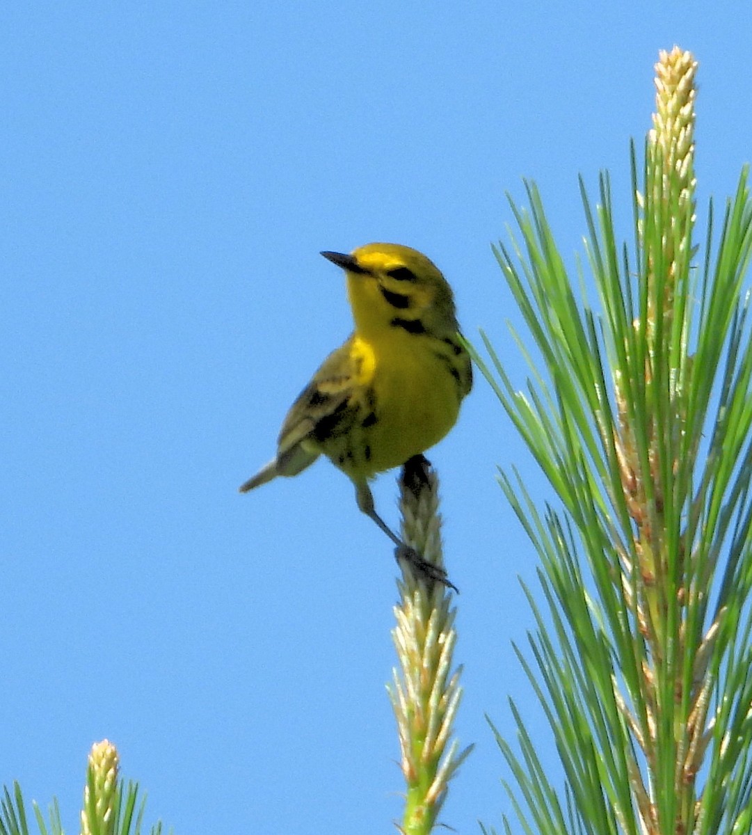 Prairie Warbler - Jay Huner