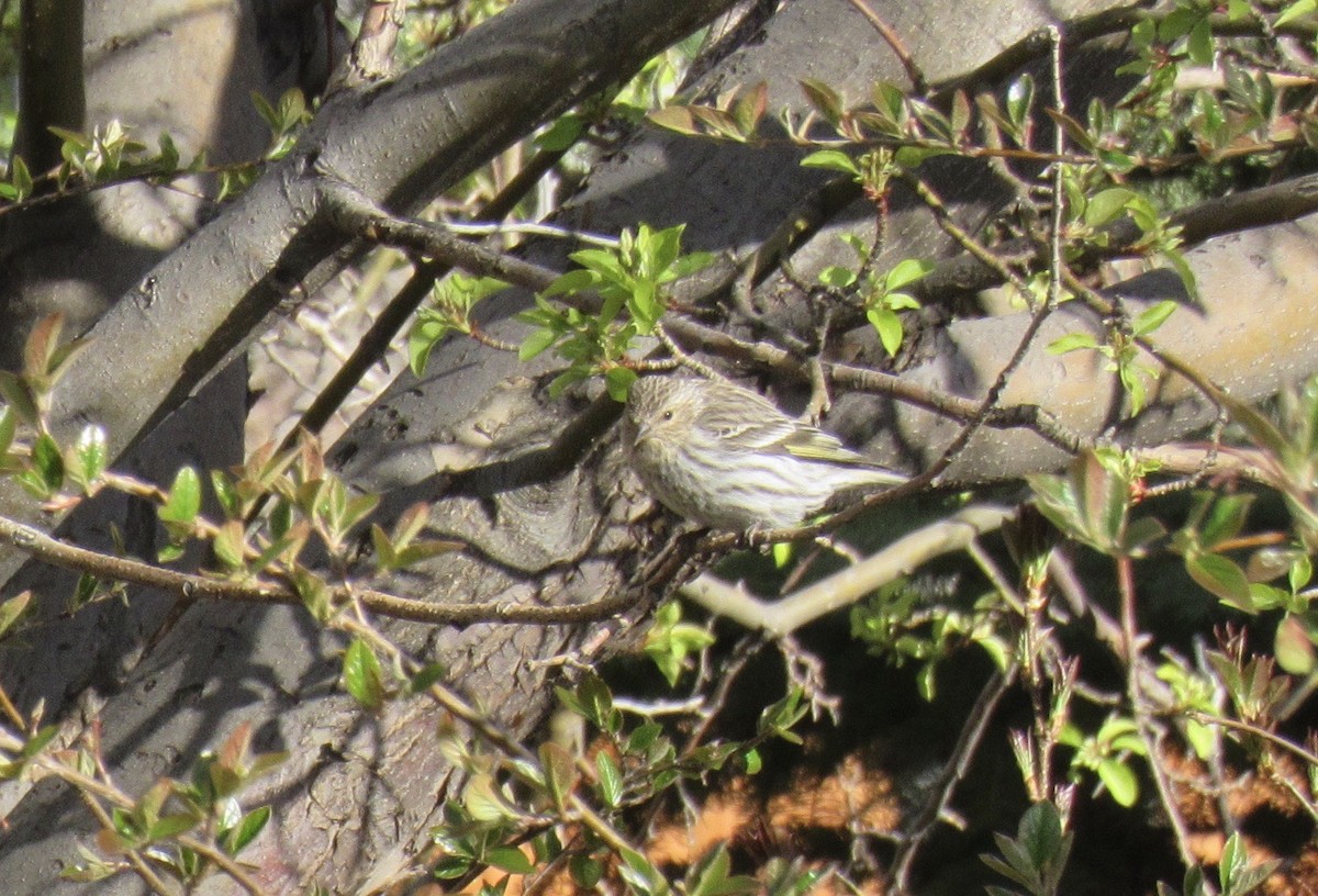 Pine Siskin - Laurel Armstrong