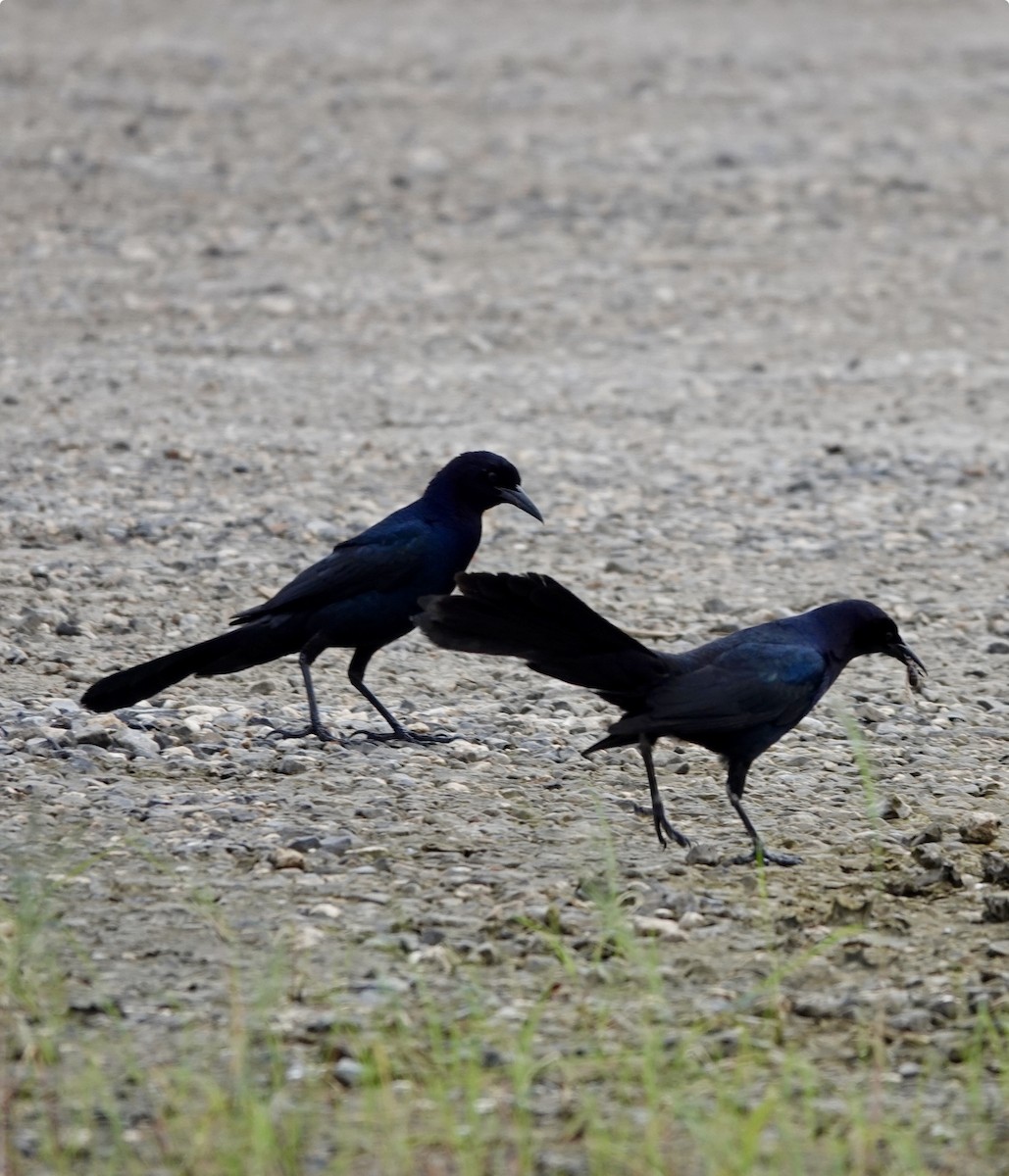 Boat-tailed Grackle - Michael Calamari