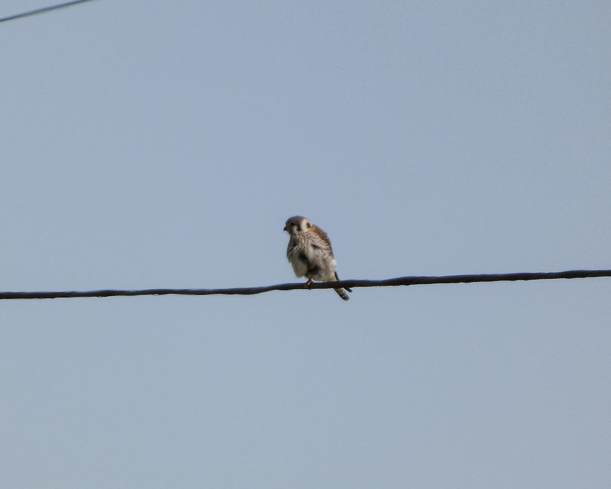 American Kestrel - Kathy L. Mock