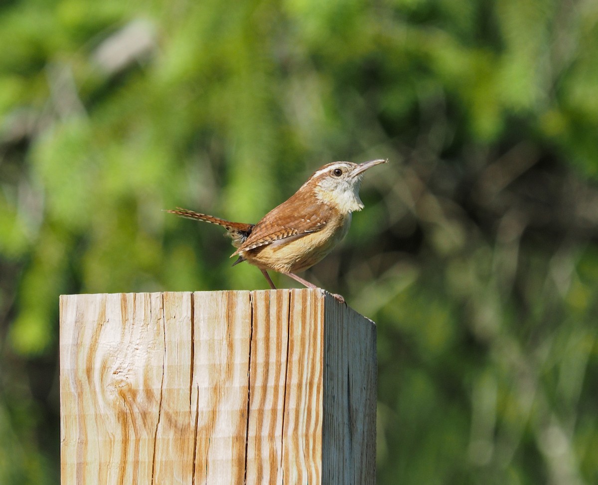 Carolina Wren - Kerry Carmichael