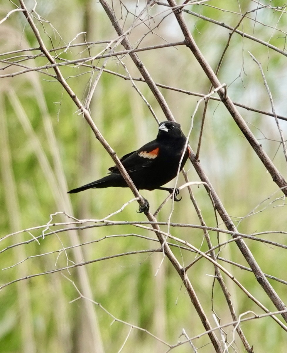 Red-winged Blackbird - Michael Calamari