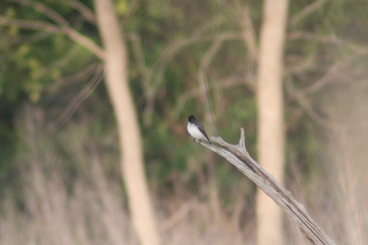 Eastern Kingbird - ML618934884