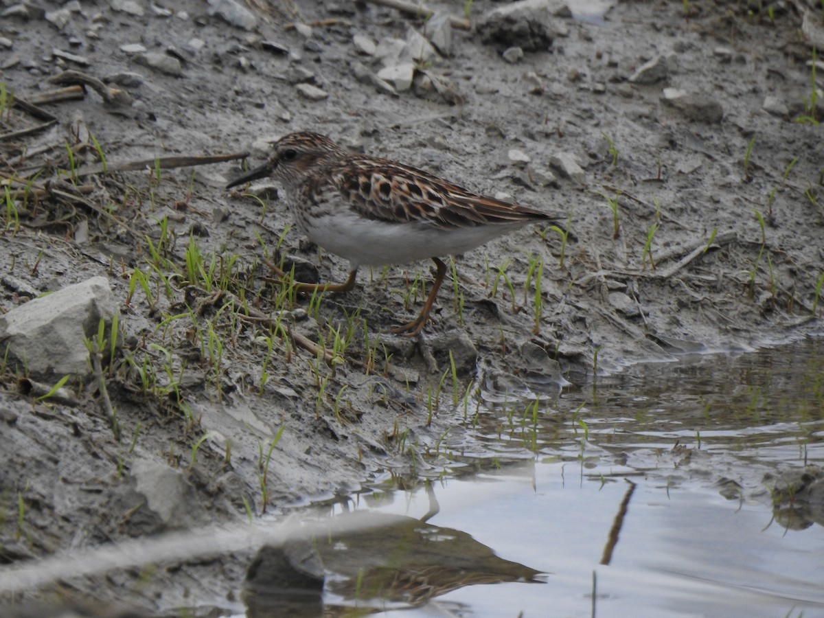 Least Sandpiper - Jacques Bélanger