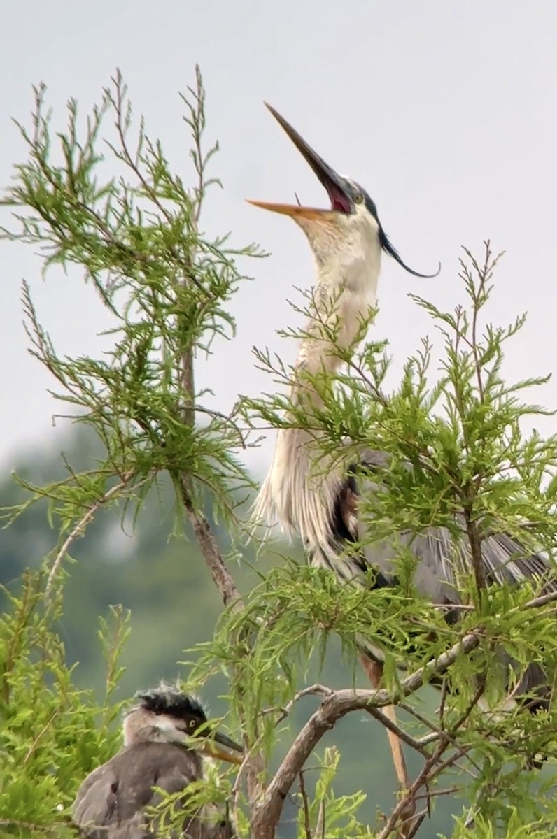 Great Blue Heron - Soule Mary