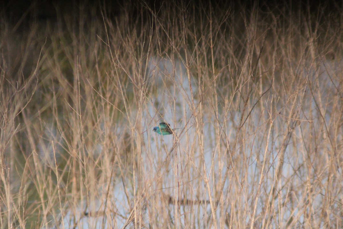 Indigo Bunting - ML618934897