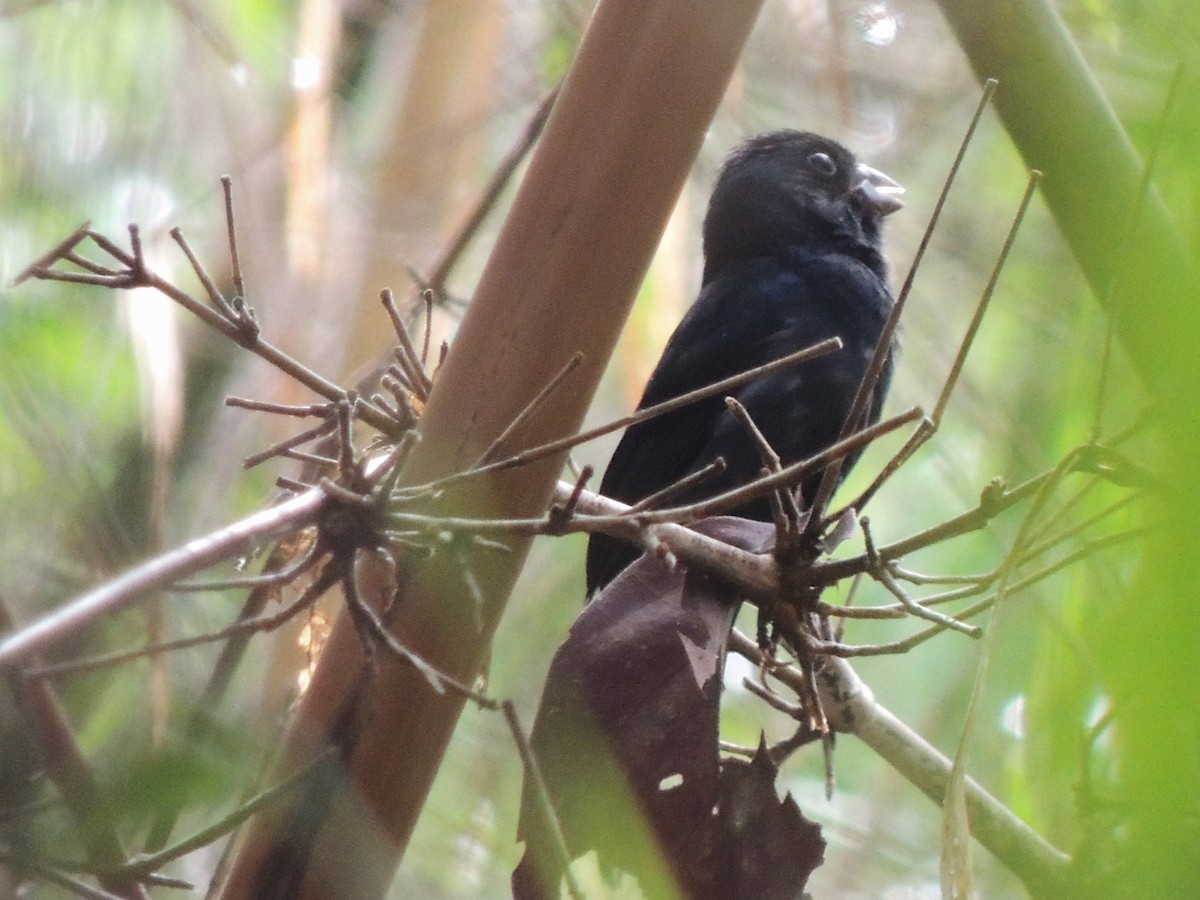Carrizal Seedeater - ML618934900