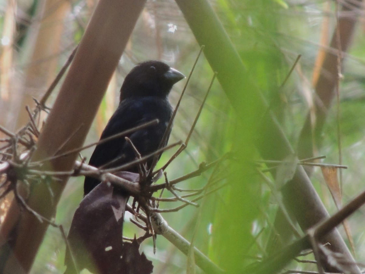 Carrizal Seedeater - ML618934901