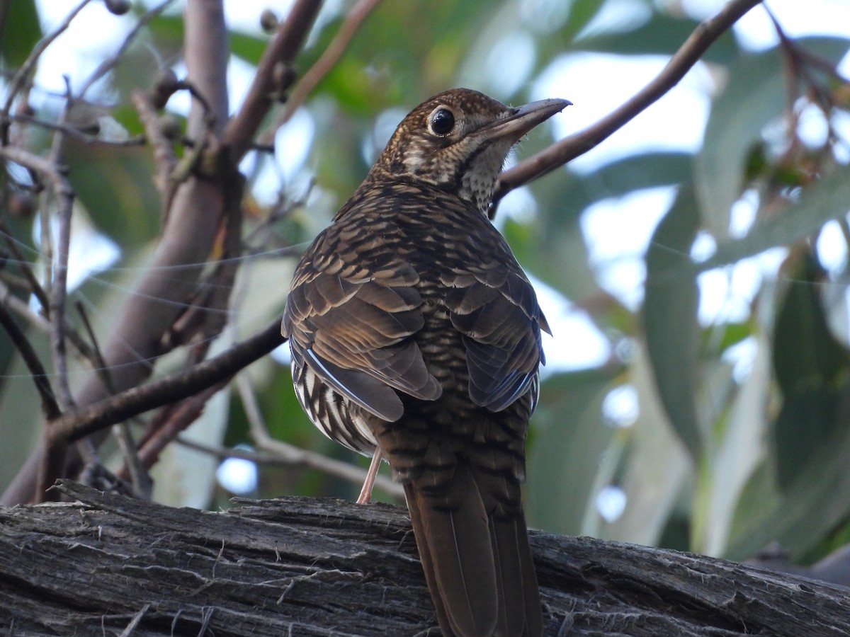 Bassian Thrush - troy and karyn zanker