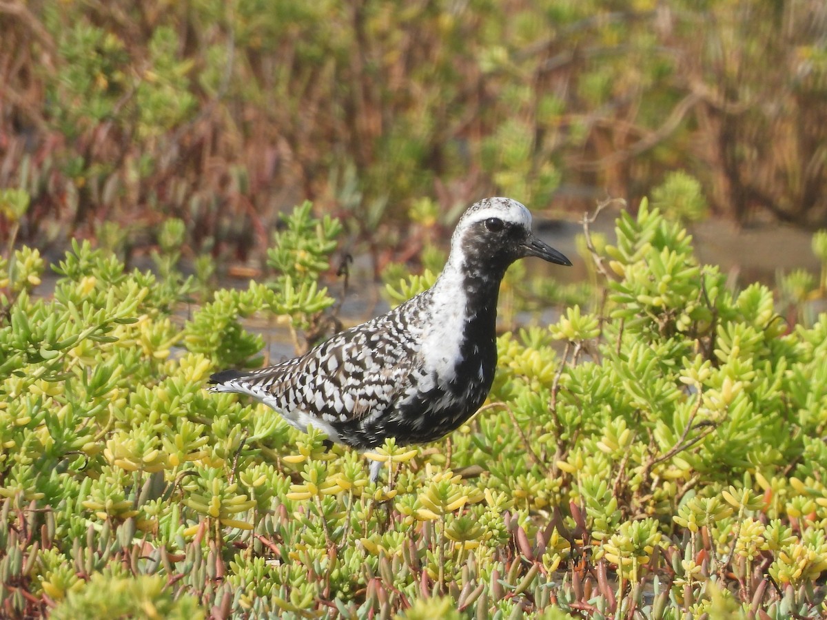 Black-bellied Plover - Glenda Tromp