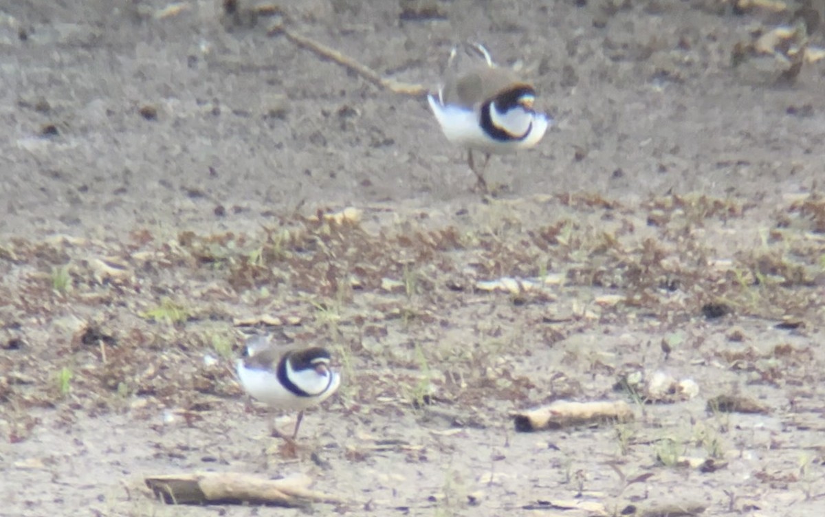 Semipalmated Plover - ML618934926