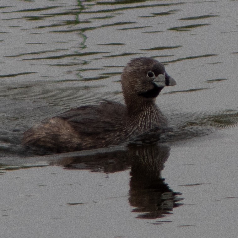 Pied-billed Grebe - G Stacks