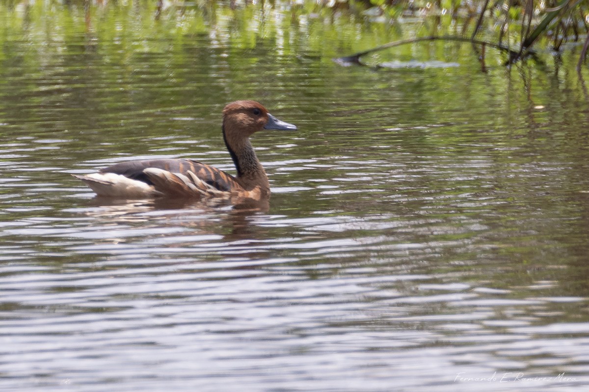 Fulvous Whistling-Duck - Fernando Eduardo Ramírez Mera