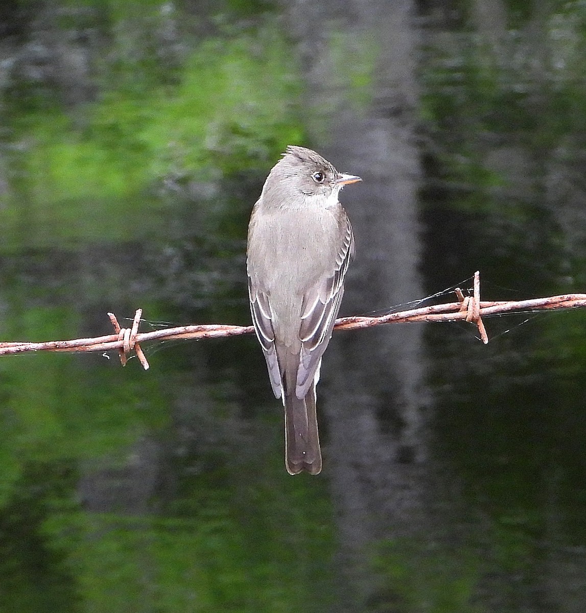 Eastern Wood-Pewee - Jay Huner