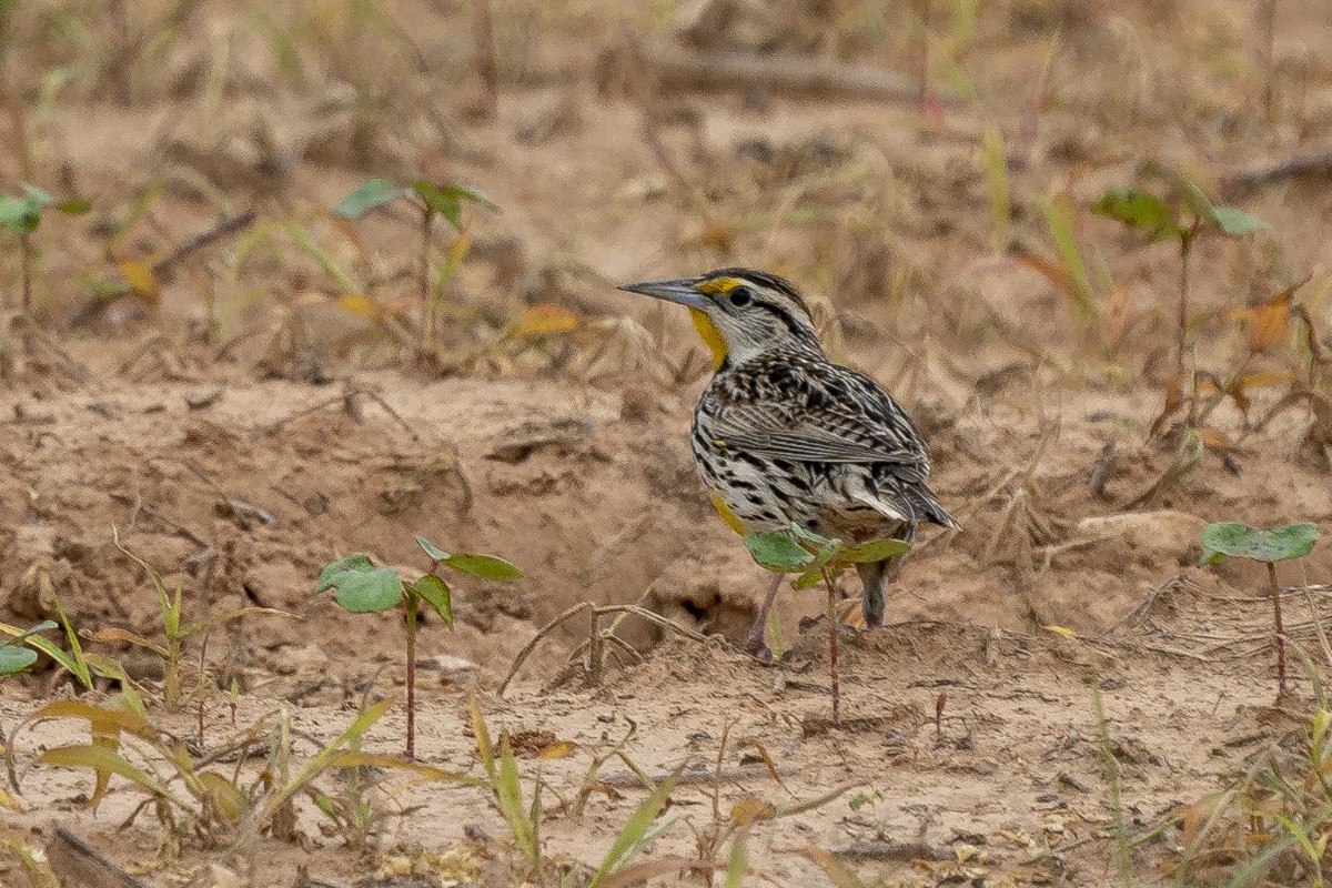 Eastern Meadowlark - ML618934945