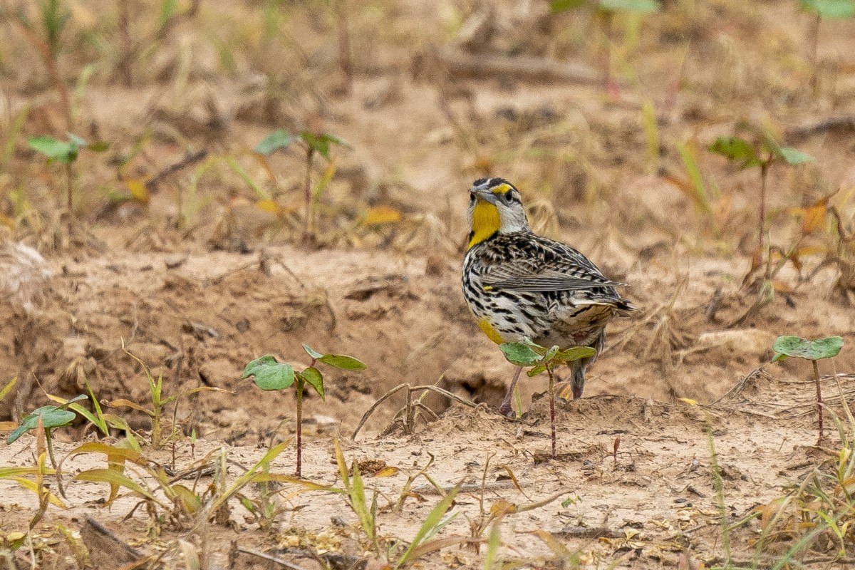 Eastern Meadowlark - ML618934946